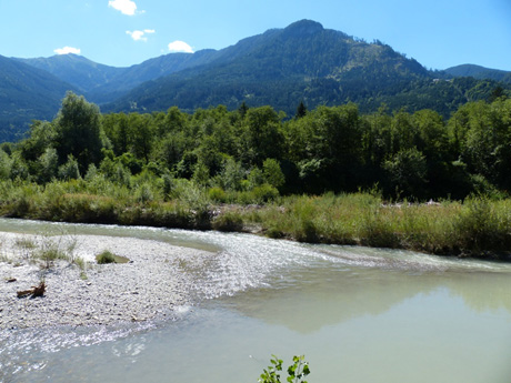 File:Drava RipVeg.jpeg