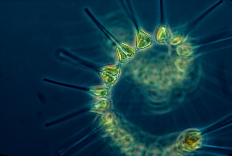 File:Phytoplankton.jpg