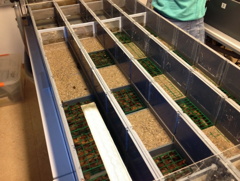 File:Experimental channels.jpg