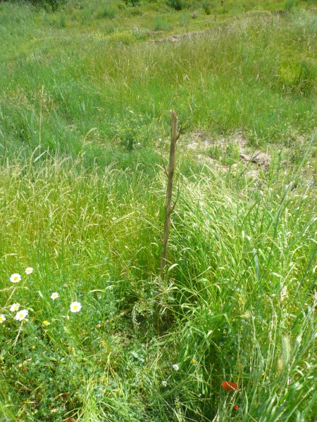 File:Tordera practicas MasterRE716 (4).JPG