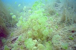 Macrophytes.jpg