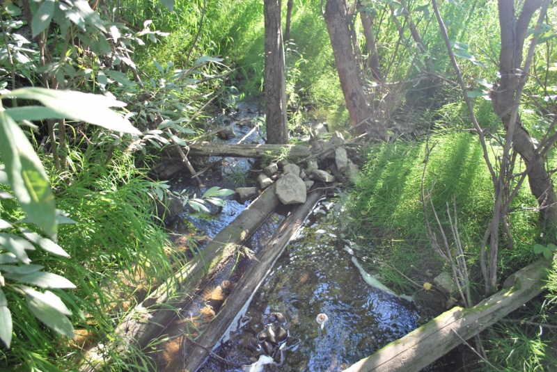 File:Naturally vegetated riparian zones.jpg