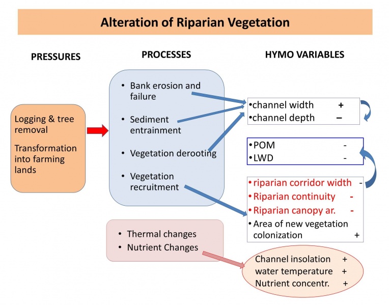 File:Alteration Riparian vegetation.jpg