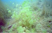 BQE macrophytes.jpg