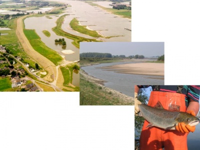 Gameren top fish.jpg