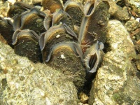 Benthic invertebrates.jpg