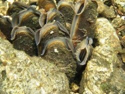 Benthic invertebrates.jpg
